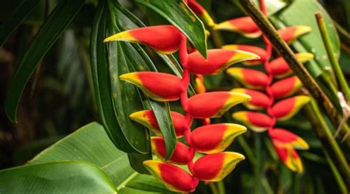 The most unique Green Tropical Fruit Seeds Del Mundo
