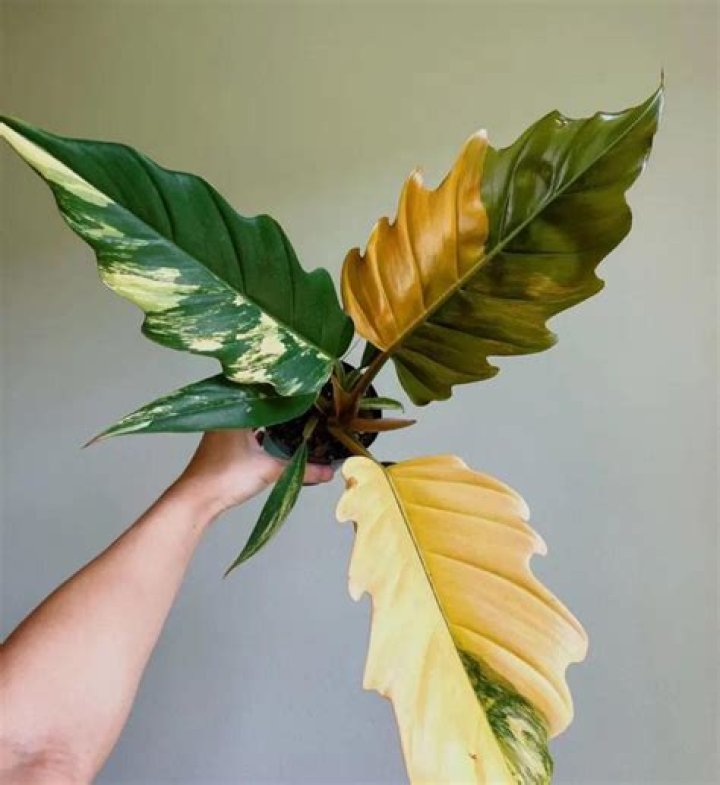 Tissue culture (TC) Philodendron Caramel Marble / Pluto Live Plant Well Rooted for Sale