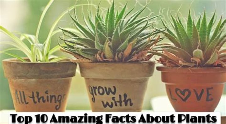 Top 10 Amazing Facts about Pom Klementieff Discover Walks Blog