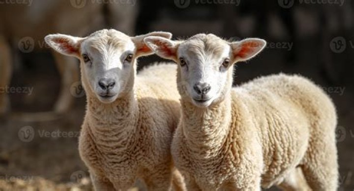 two sheep standing next to each other with the words 10 signs you're