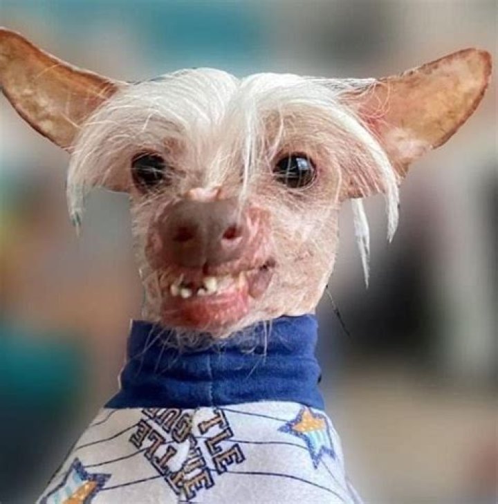Ugliest dogs of all time Only an owner could love these faces