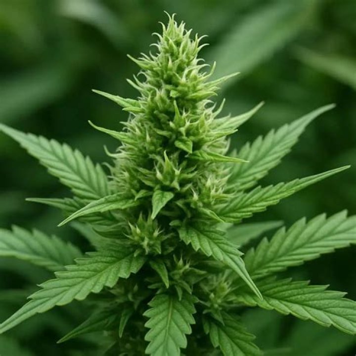 Unveil The Secrets Of Cannabis Culture At Up In Smoke Saratoga