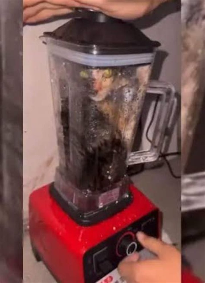 Unveiling The Disturbing Reality Behind "Cat In Blender Video Twitter"