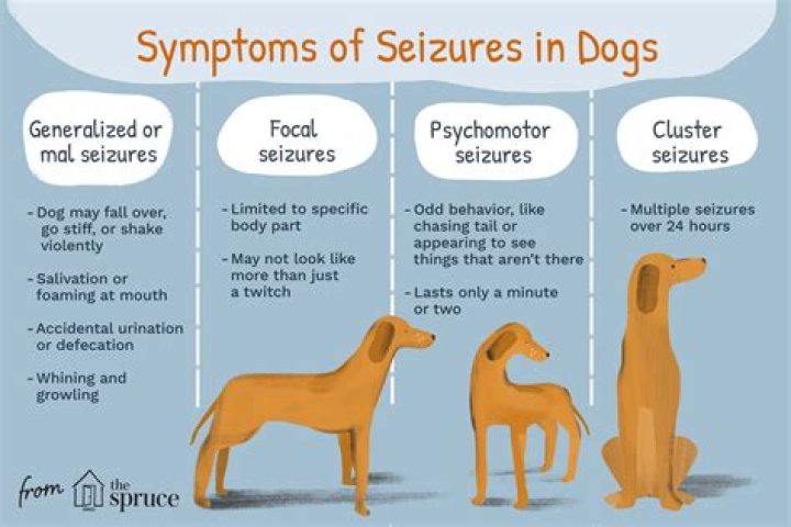 Unveiling The Enigma Of Dog Seizures During Sleep: A Journey Of Discovery