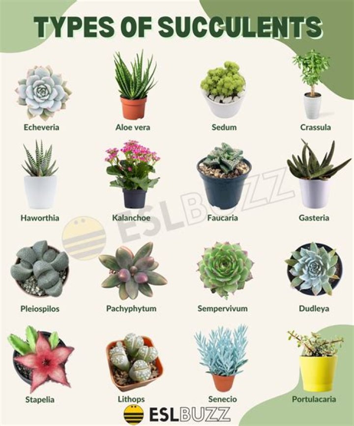 Unveiling The Wonders Of The "Succulents Empire": Discoveries And Insights
