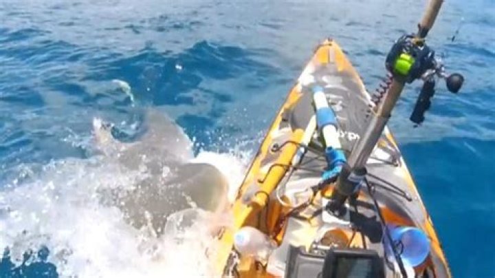 Video Tiger shark attacks kayak fisherman off Oahu Strange Sounds