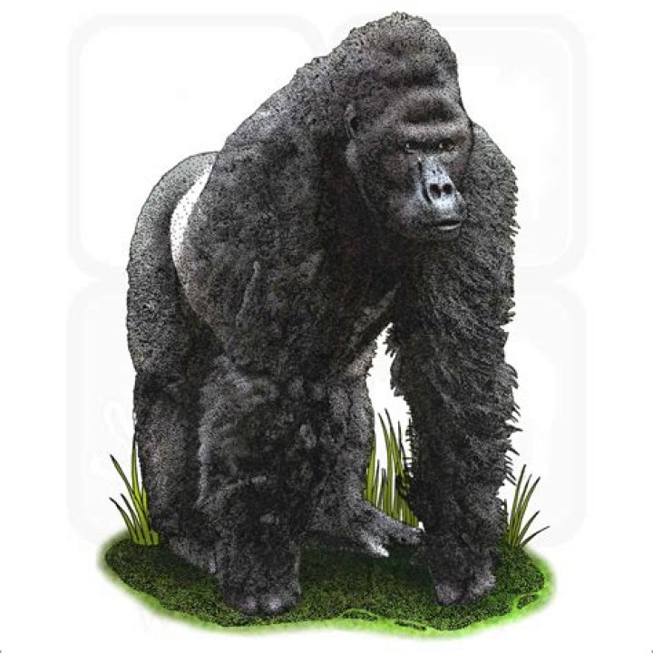 Western Lowland Gorilla Thread Western Lowland Gorilla 8397 Горная