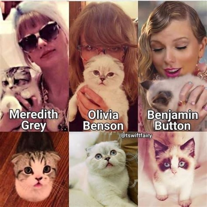 What Are Taylor Swifts Cats Names Cats World Club