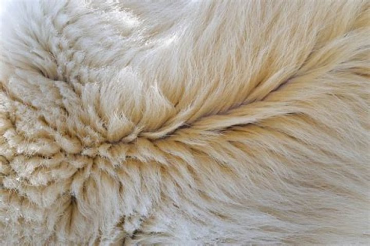 What Color Is Polar Bear Fur?