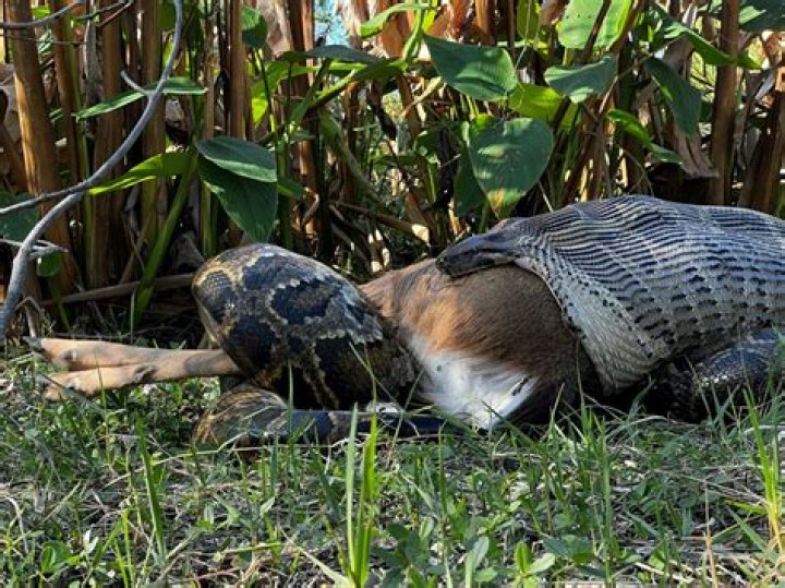 What do the 'Swamp People' do with the alligators after catching them? Hunting truths revealed! ·