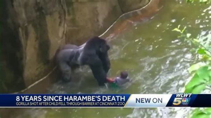 What Happened To Harambe's Body After He Was Killed? |