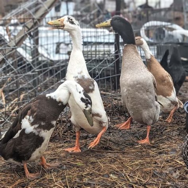 What happens if a Ducks mate dies?
