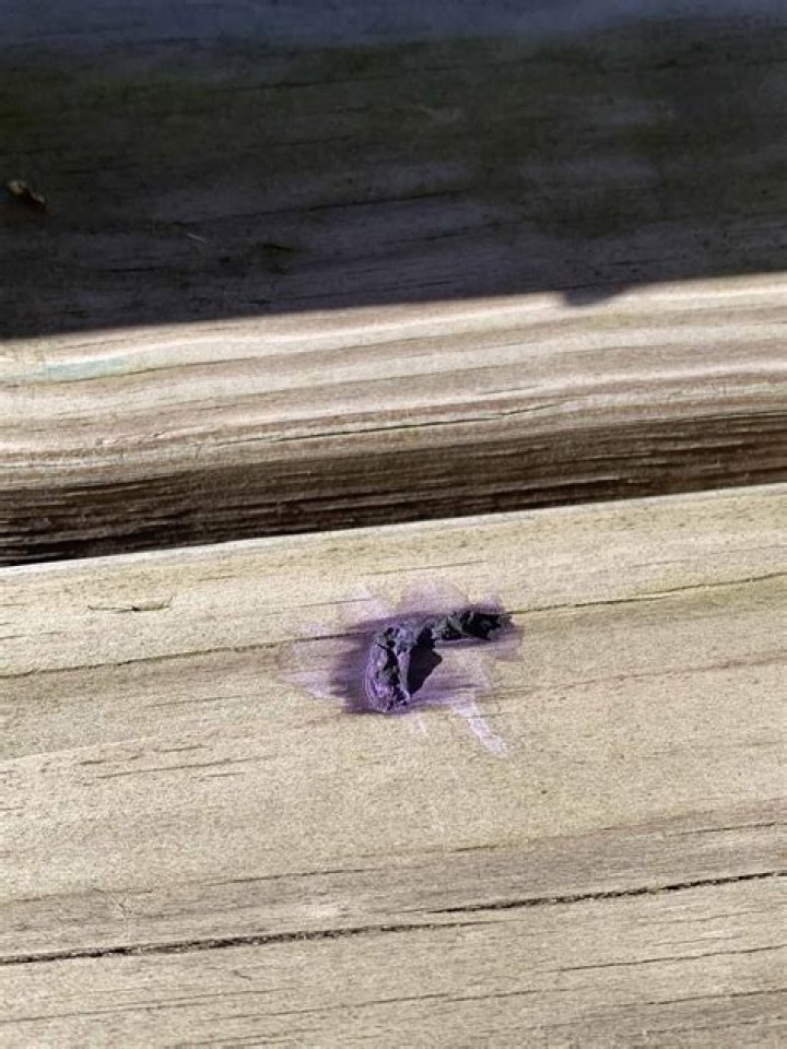 Why is some bird poop purple?